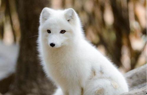 《白狐》在线观看  第2张